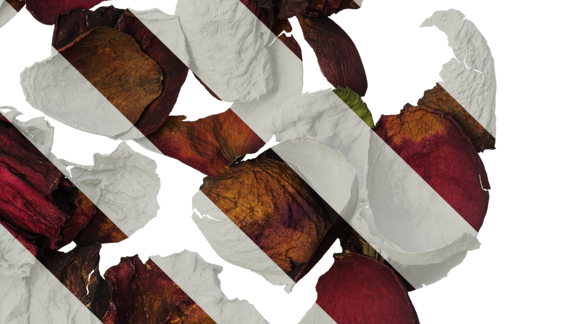 Anydrafts Rosa rugosa Atlas 03 Texture_4