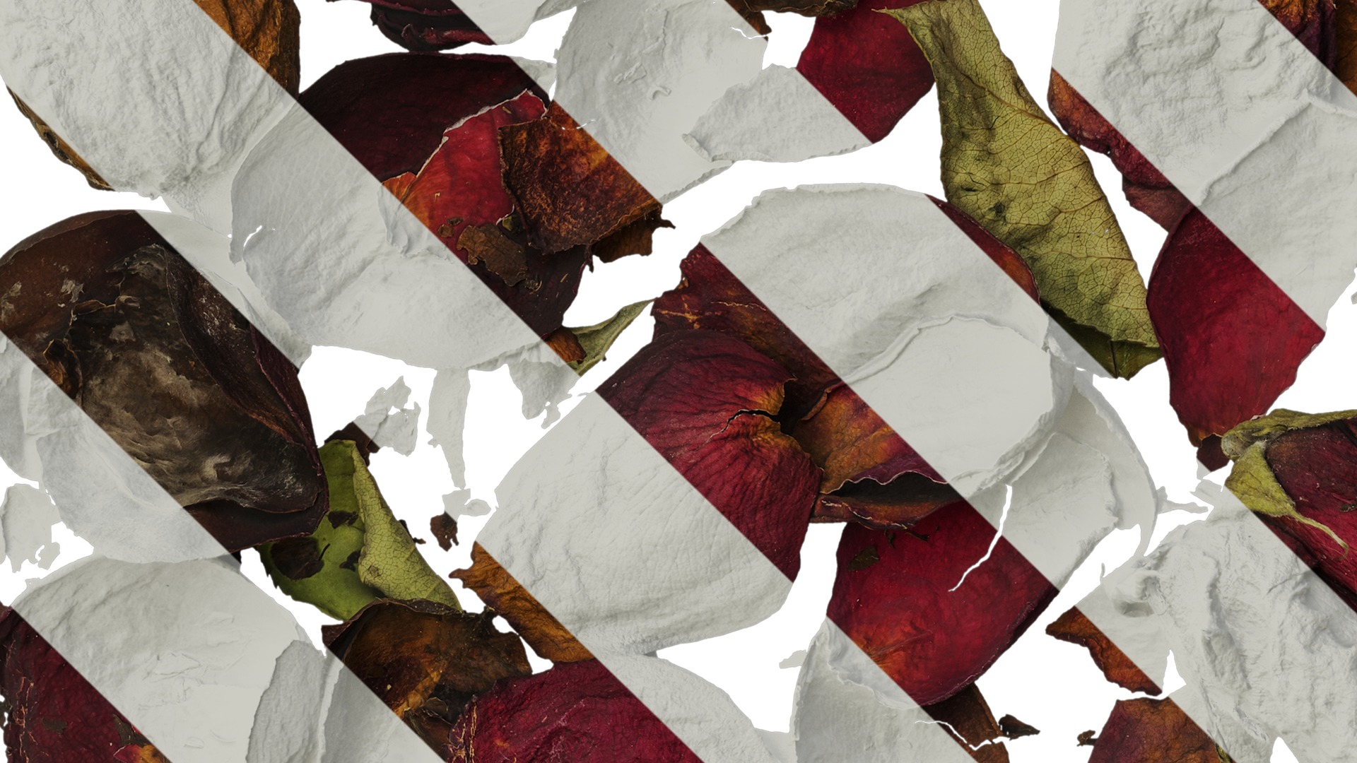 Anydrafts Rosa rugosa Atlas 03 Texture_3