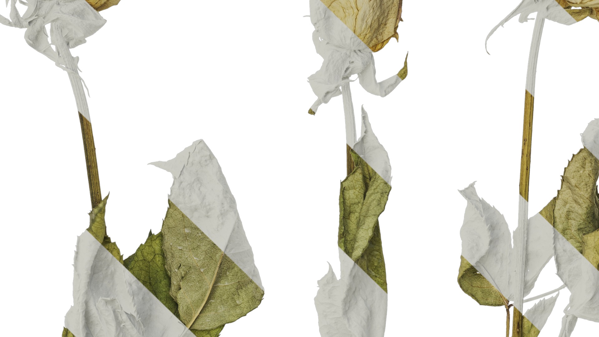 Anydrafts Rosa rugosa Atlas 04 Texture_3