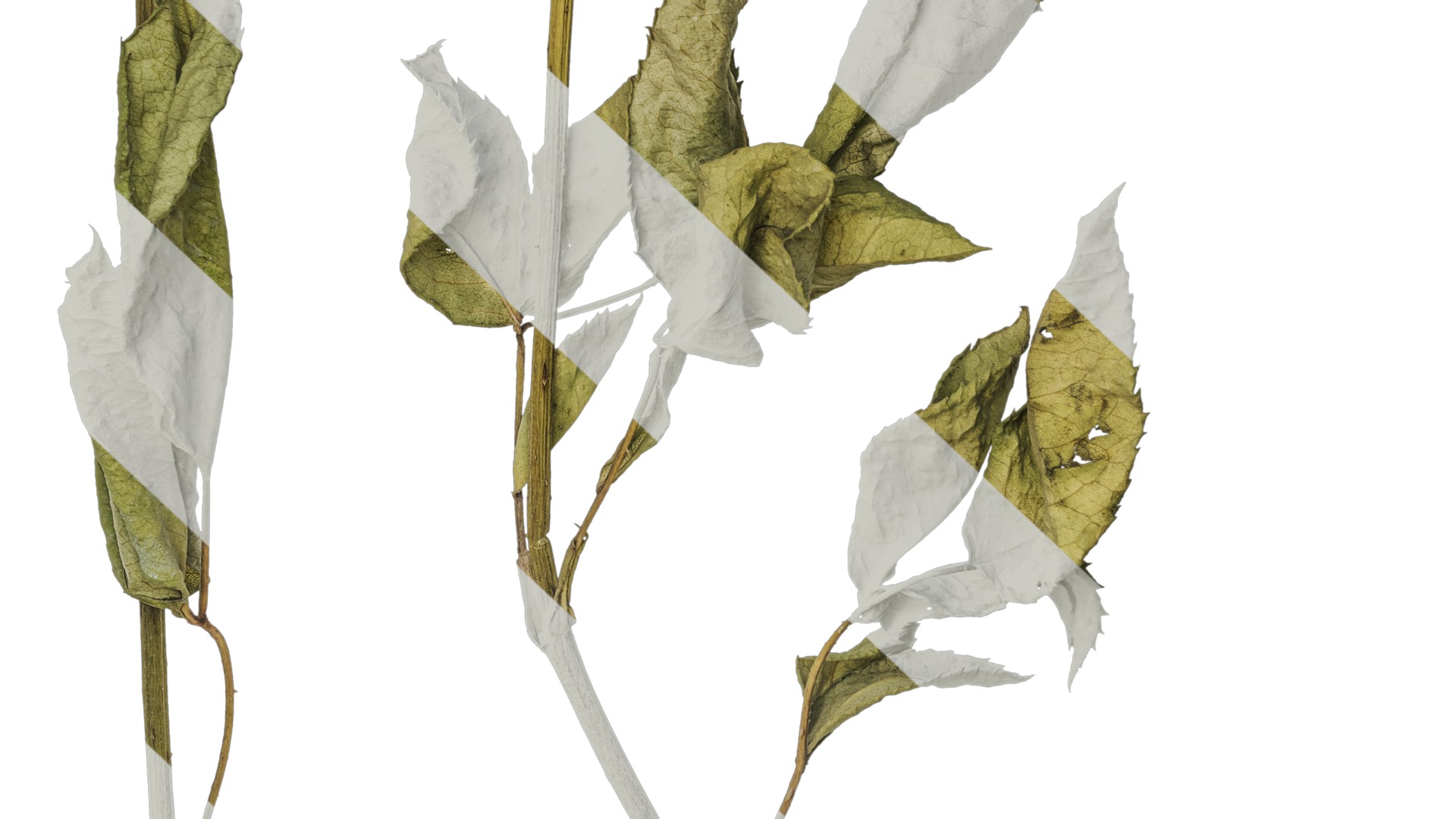 Anydrafts Rosa rugosa Atlas 04 Texture_7