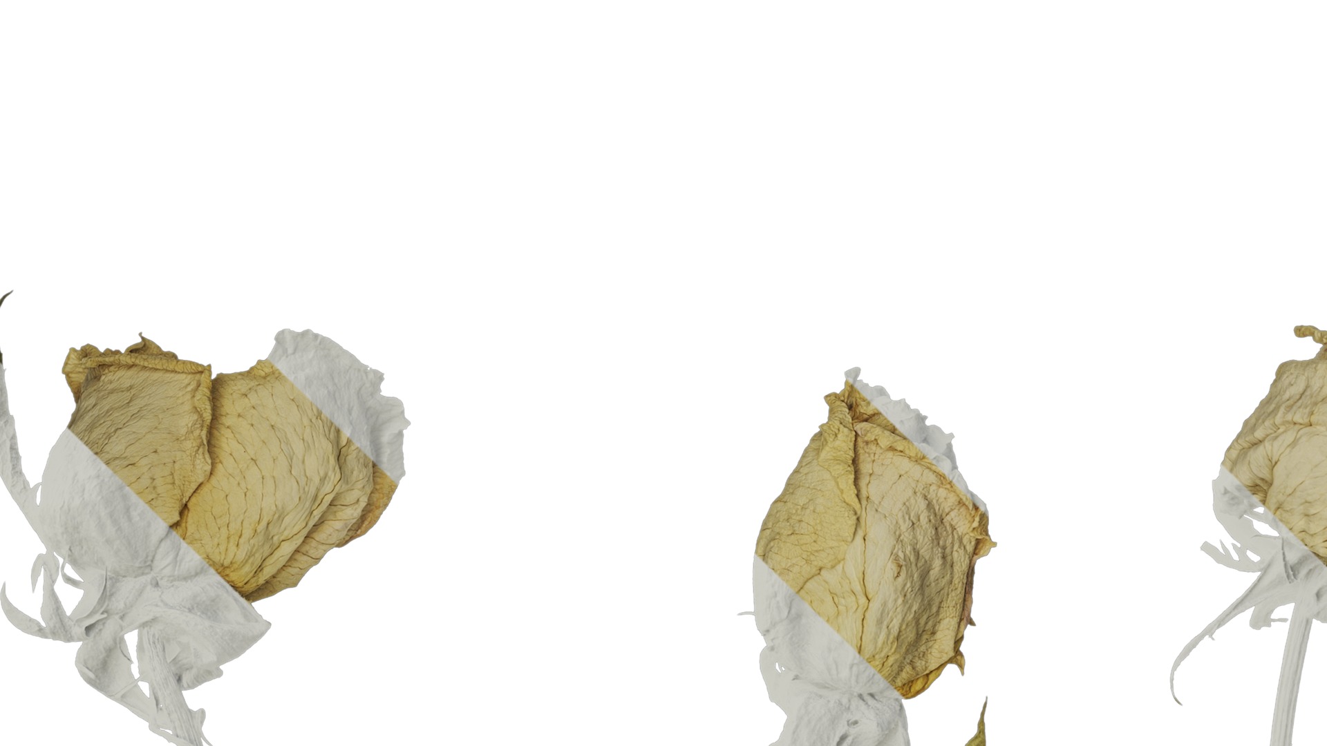 Anydrafts Rosa rugosa Atlas 04 Texture_1