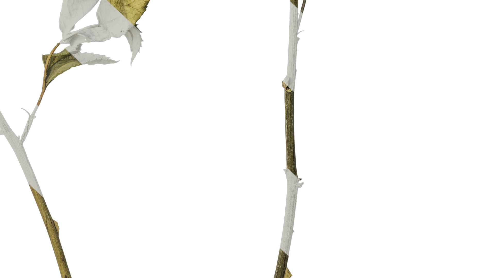 Anydrafts Rosa rugosa Atlas 04 Texture_6