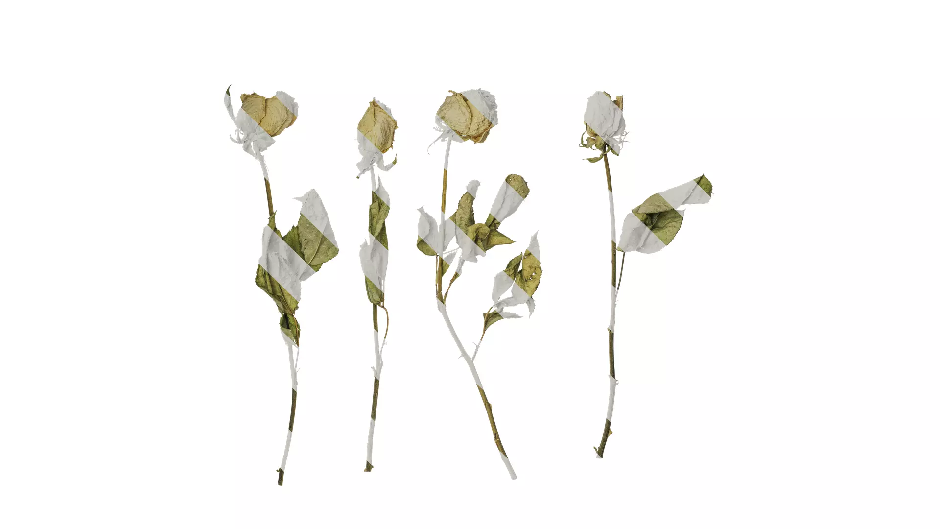 Anydrafts Rosa rugosa Atlas 04 Texture_0