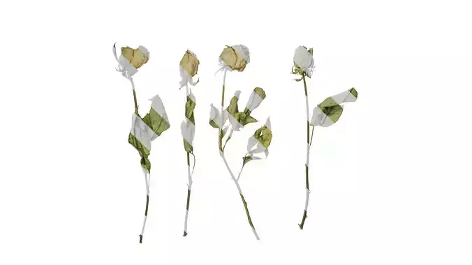 Anydrafts Rosa rugosa Atlas 04