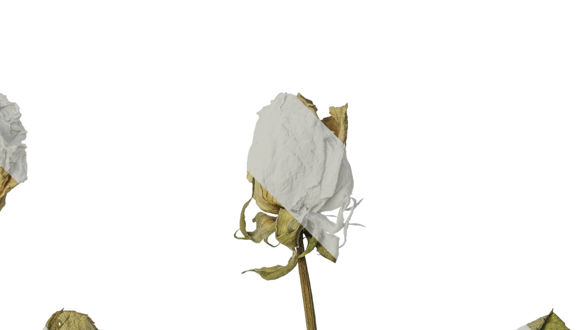 Anydrafts Rosa rugosa Atlas 04 Texture_2