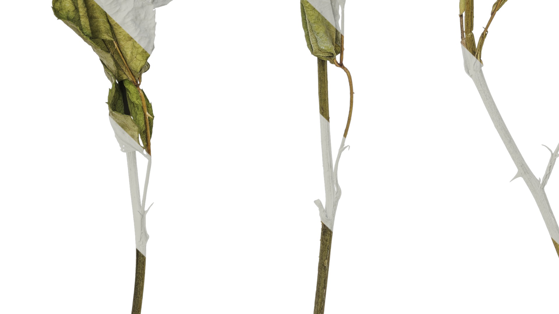 Anydrafts Rosa rugosa Atlas 04 Texture_5