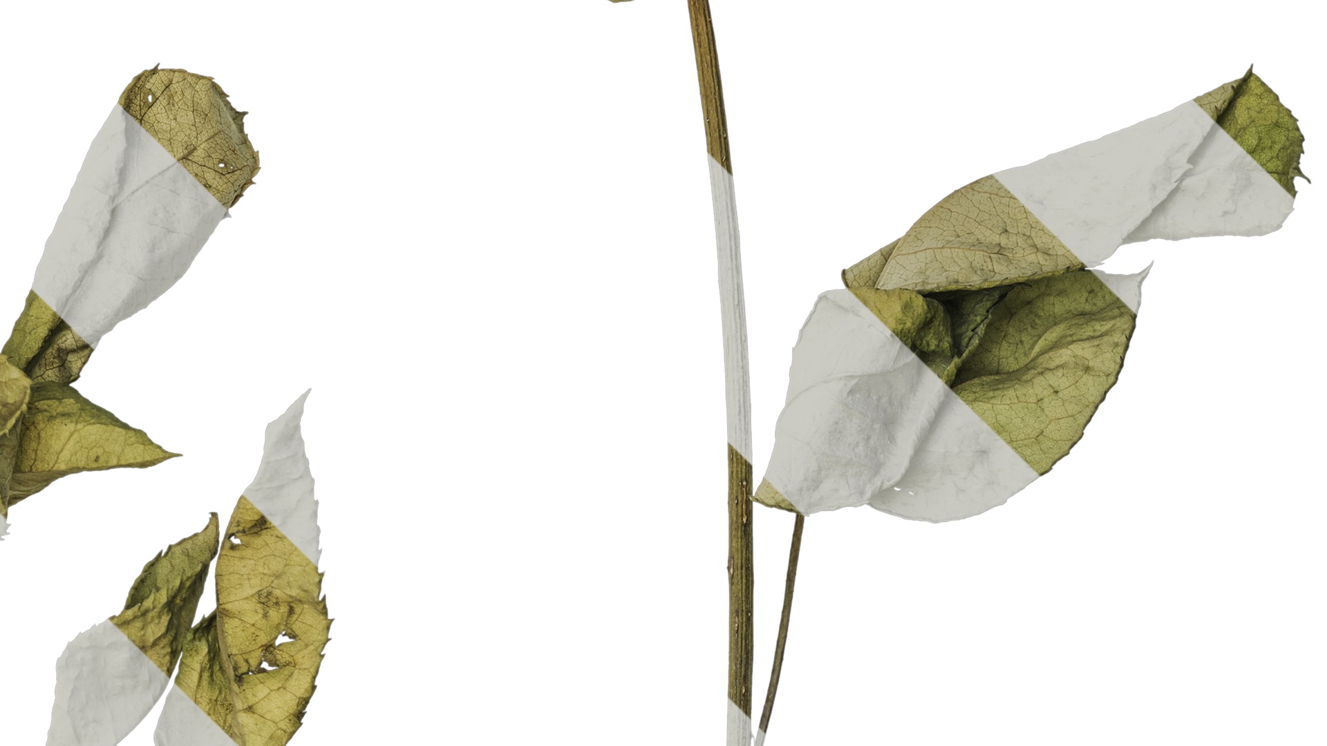 Anydrafts Rosa rugosa Atlas 04 Texture_4