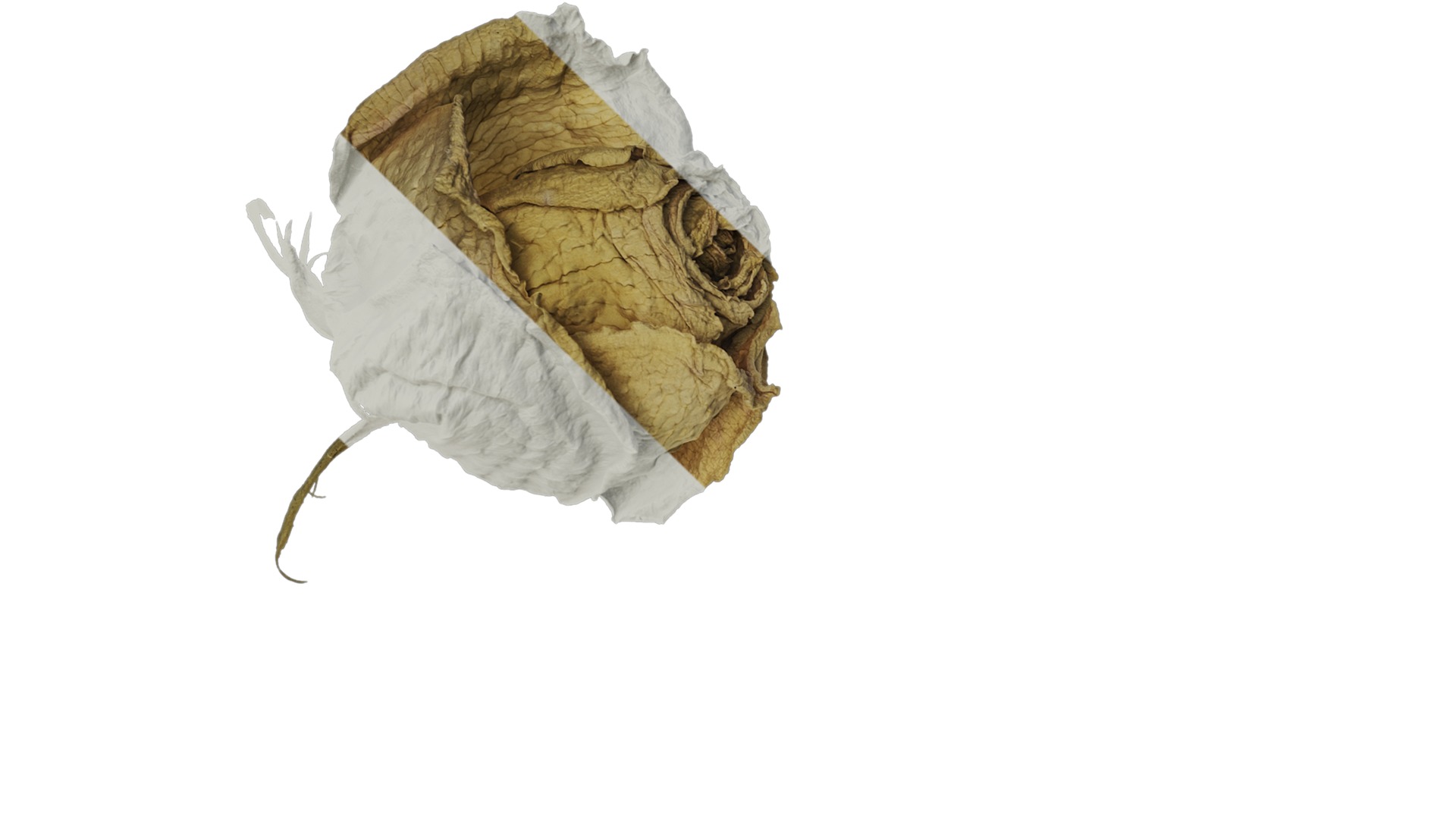 Anydrafts Rosa rugosa Atlas 05 Texture_1