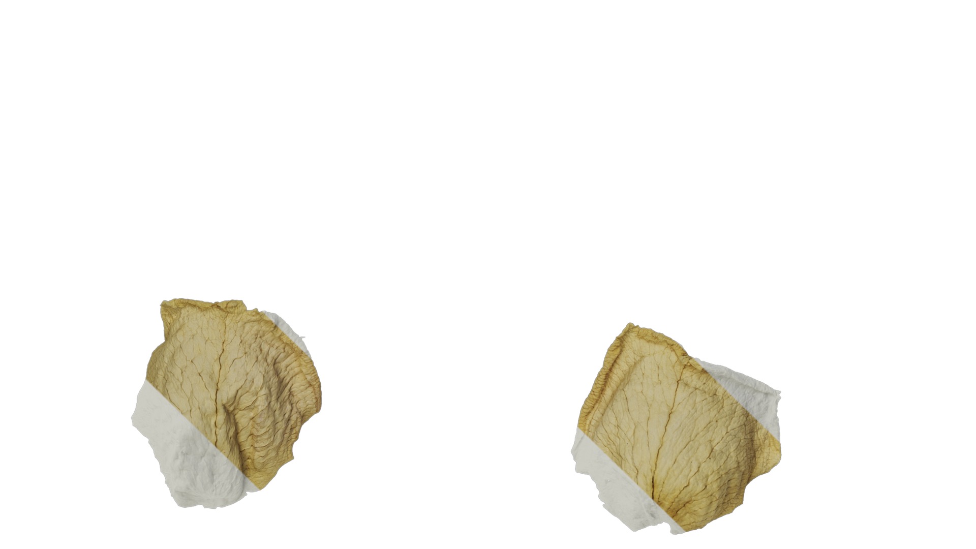 Anydrafts Rosa rugosa Atlas 05 Texture_3