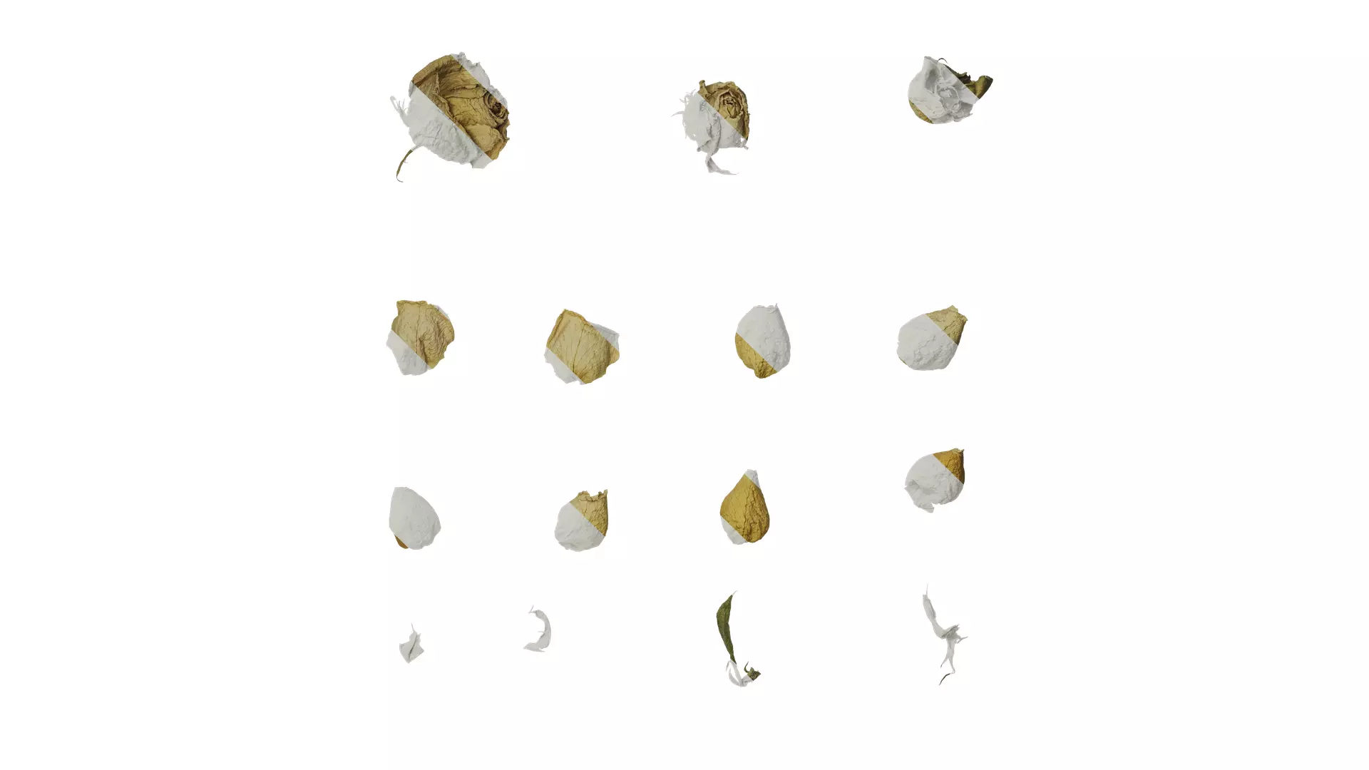 Anydrafts Rosa rugosa Atlas 05 Texture_0