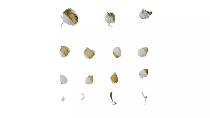 Anydrafts Rosa rugosa Atlas 05