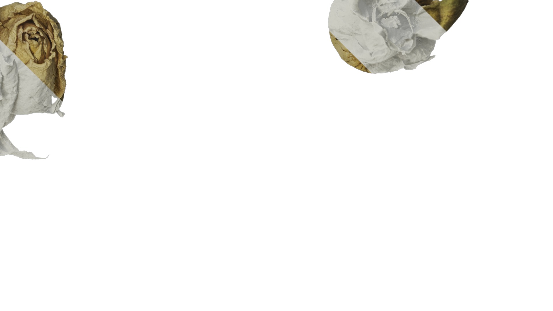 Anydrafts Rosa rugosa Atlas 05 Texture_2