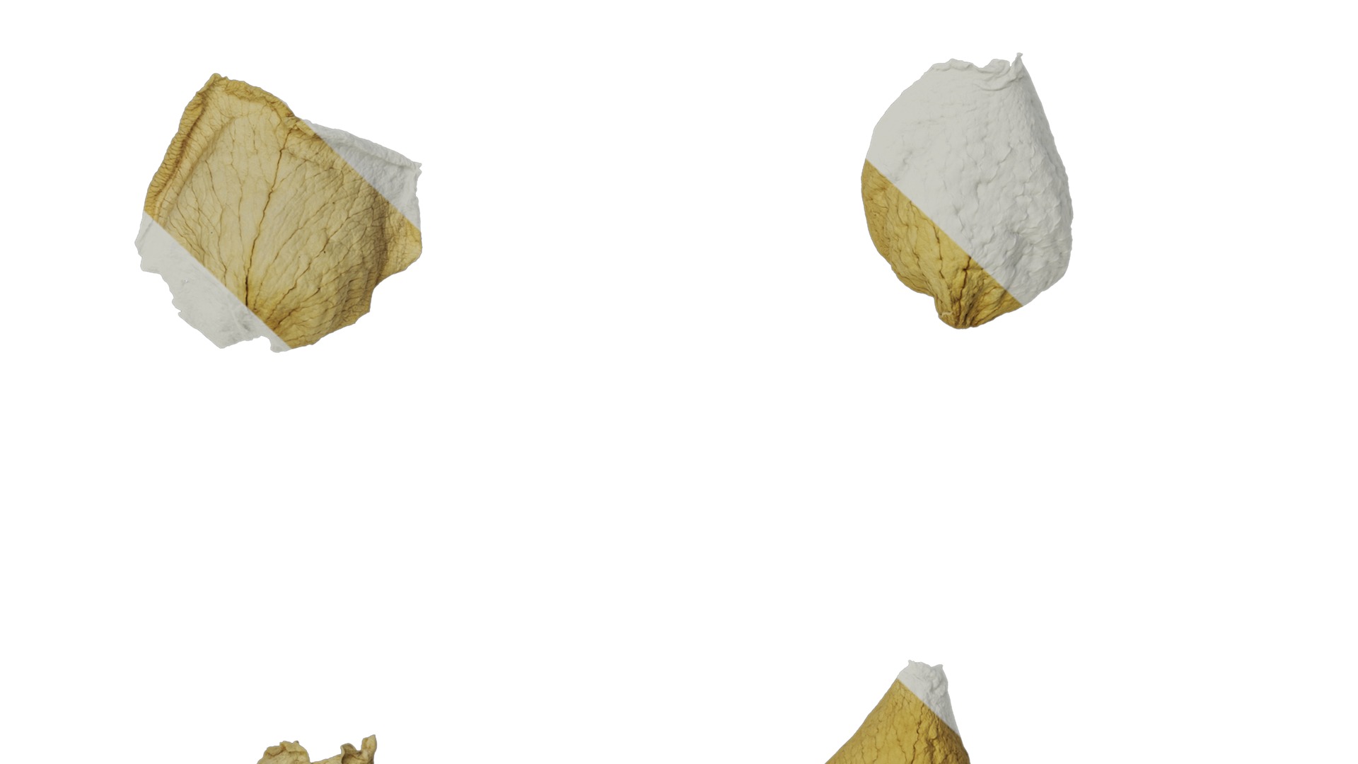 Anydrafts Rosa rugosa Atlas 05 Texture_7