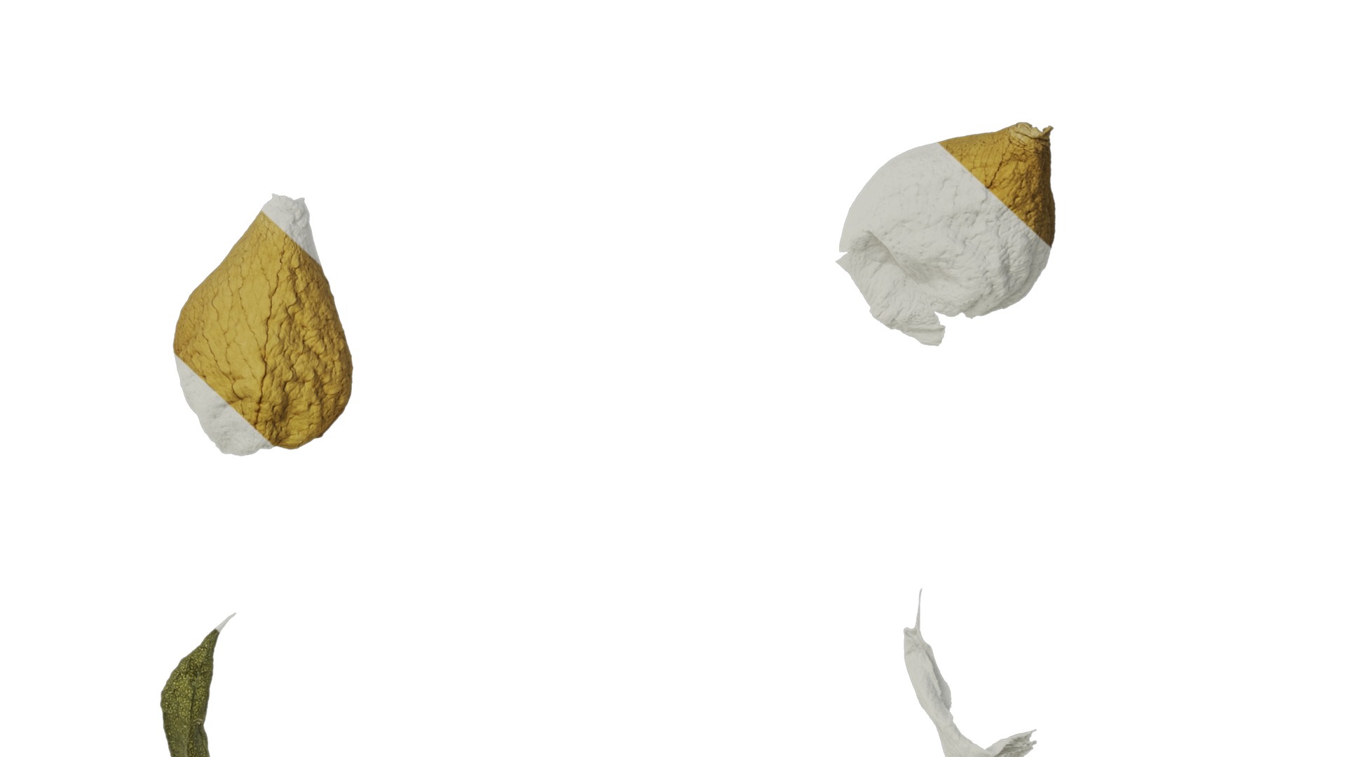 Anydrafts Rosa rugosa Atlas 05 Texture_6