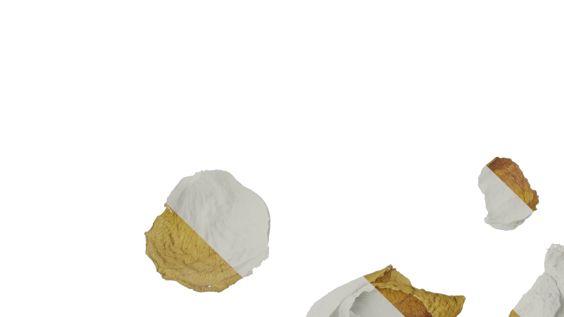 Anydrafts Rosa rugosa Atlas 06 Texture_1