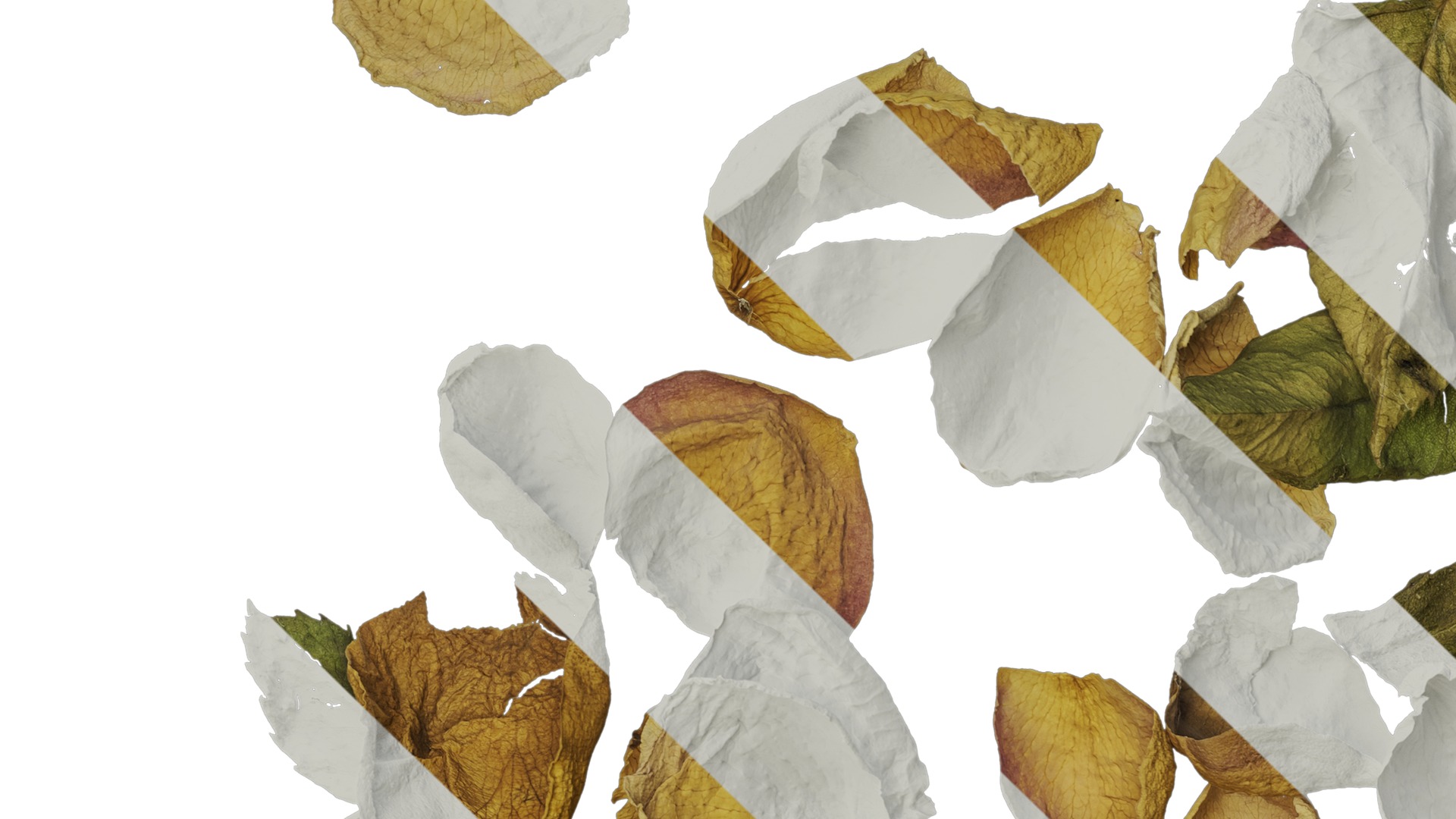 Anydrafts Rosa rugosa Atlas 06 Texture_3