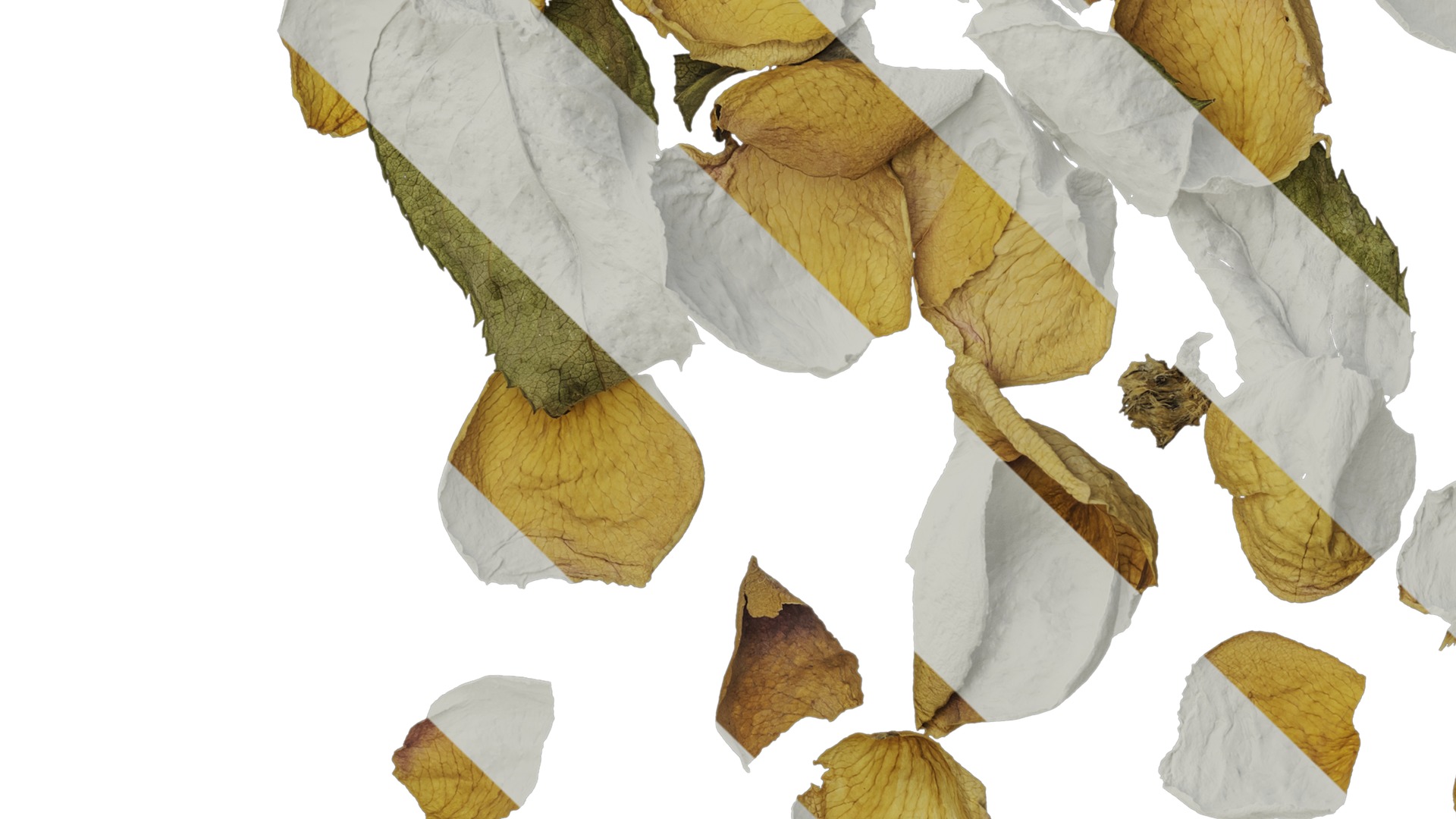 Anydrafts Rosa rugosa Atlas 06 Texture_5