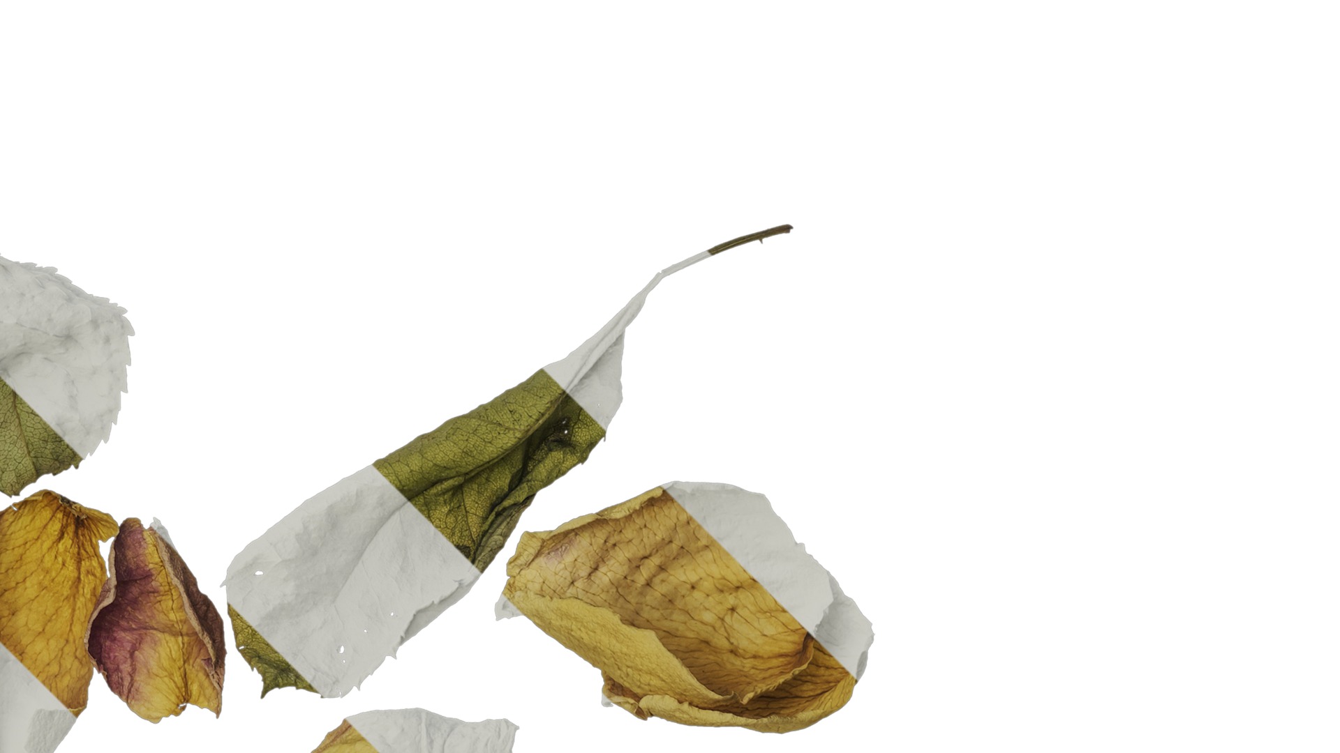 Anydrafts Rosa rugosa Atlas 06 Texture_2