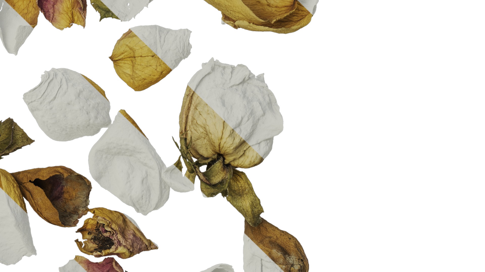 Anydrafts Rosa rugosa Atlas 06 Texture_4