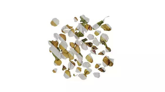 Anydrafts Rosa rugosa Atlas 06