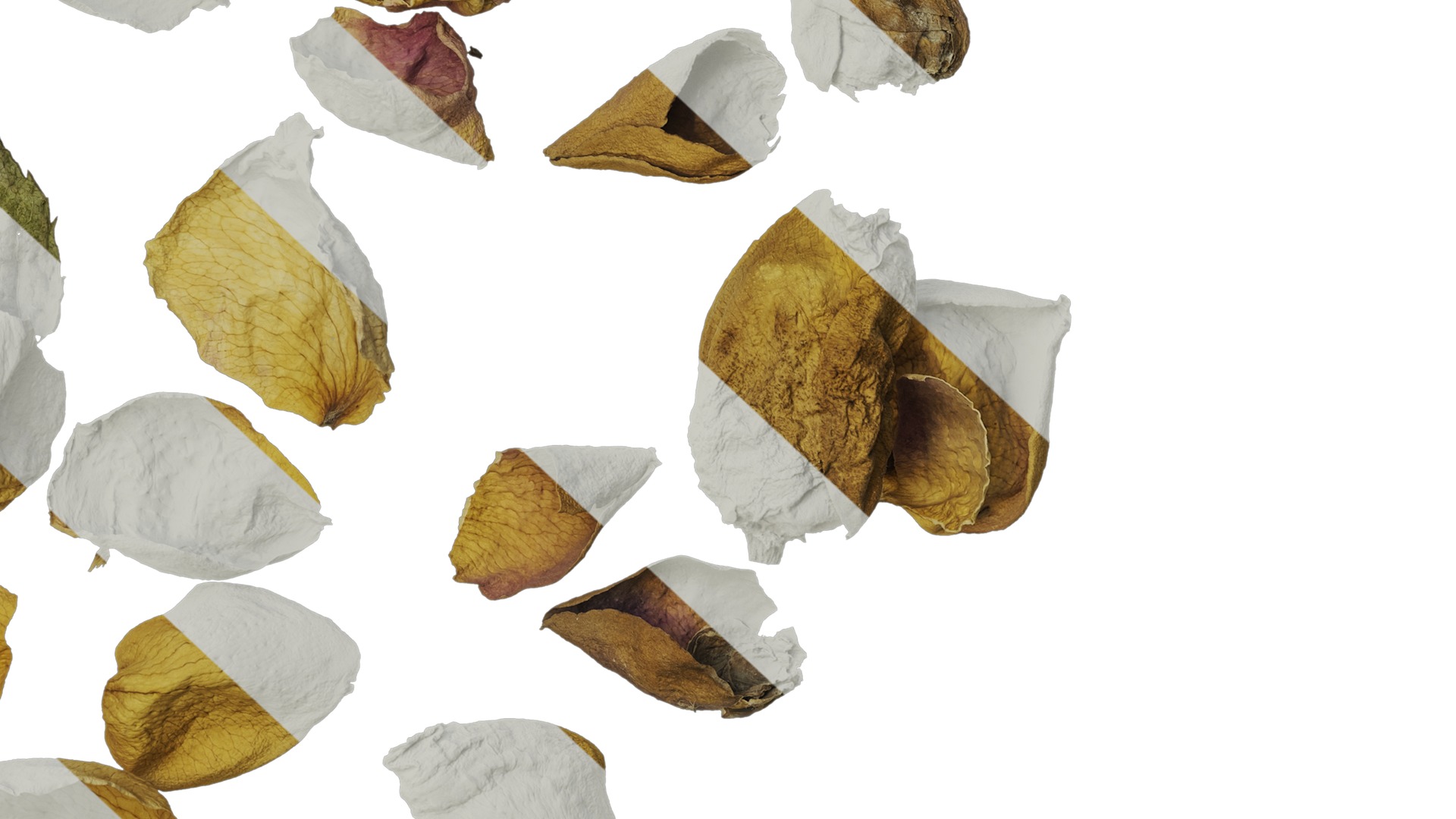 Anydrafts Rosa rugosa Atlas 06 Texture_6