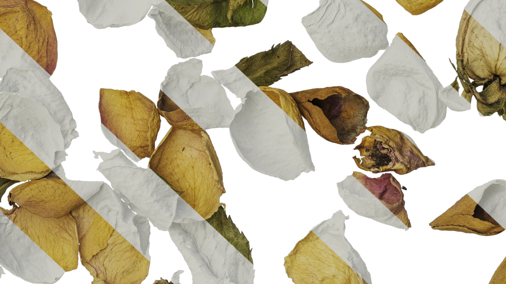 Anydrafts Rosa rugosa Atlas 06 Texture_7