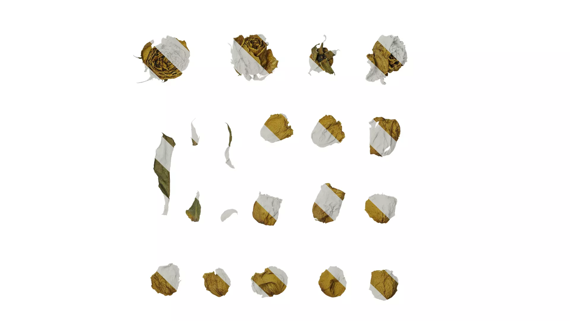 Anydrafts Rosa rugosa Atlas 08 Texture_0