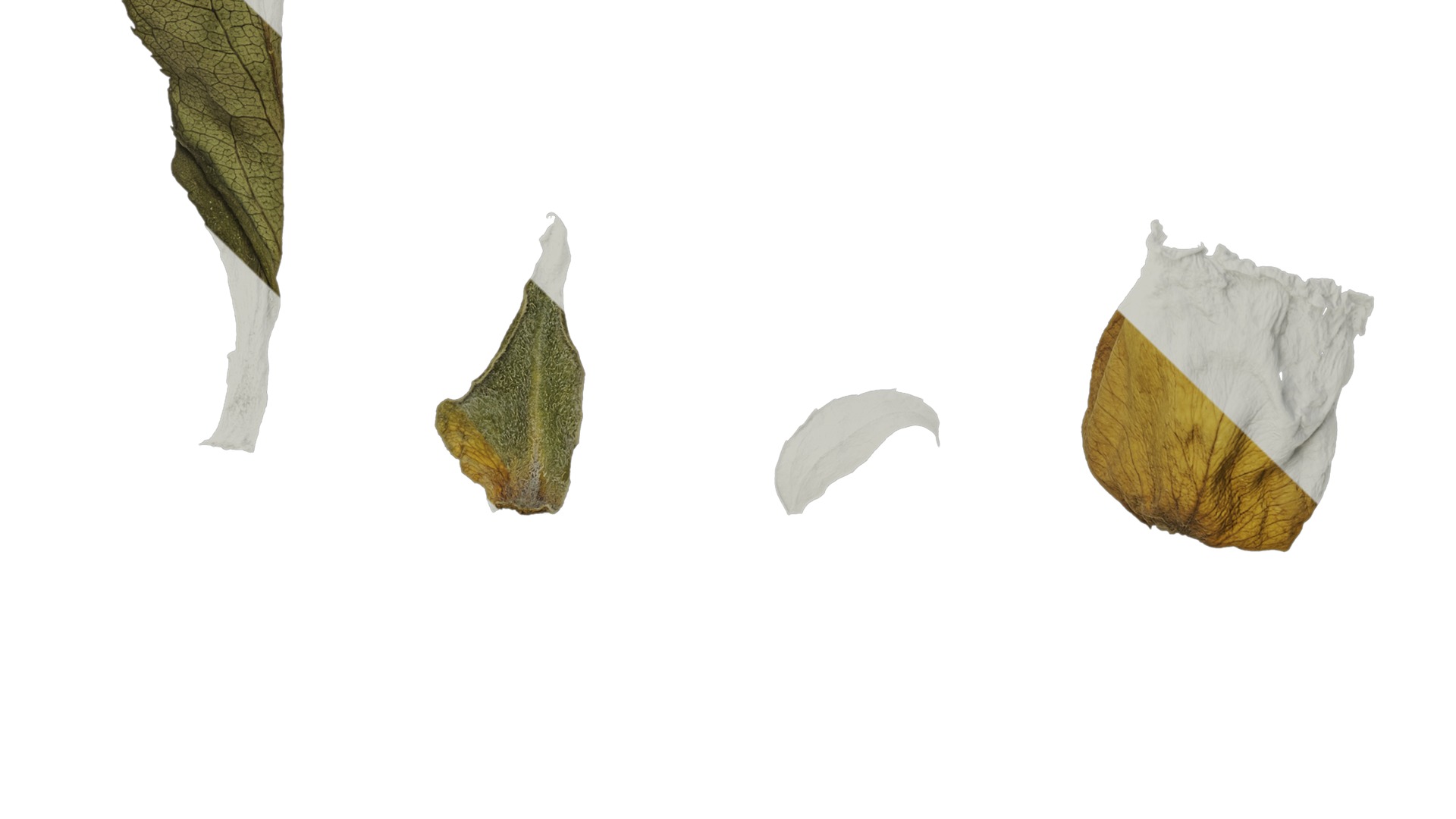 Anydrafts Rosa rugosa Atlas 08 Texture_5