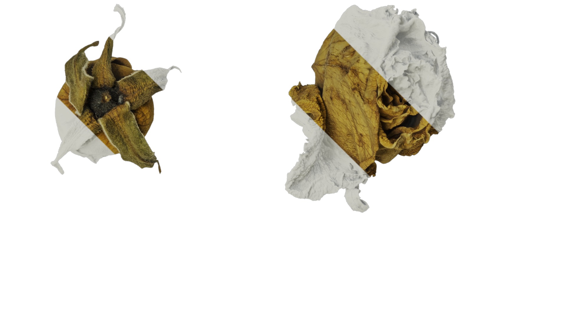 Anydrafts Rosa rugosa Atlas 08 Texture_2