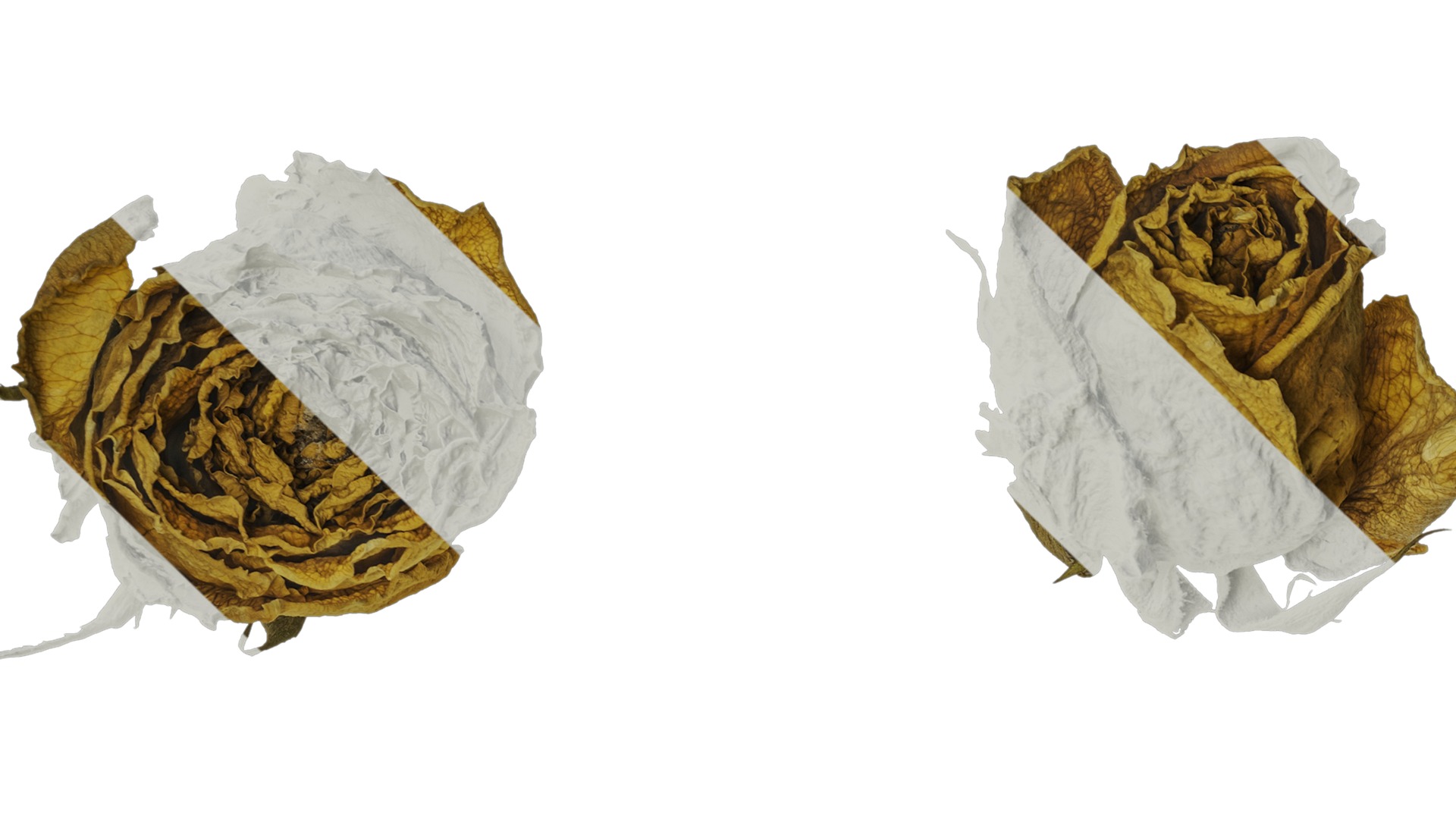 Anydrafts Rosa rugosa Atlas 08 Texture_1