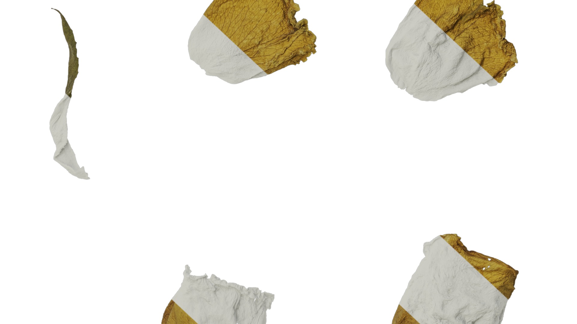 Anydrafts Rosa rugosa Atlas 08 Texture_7