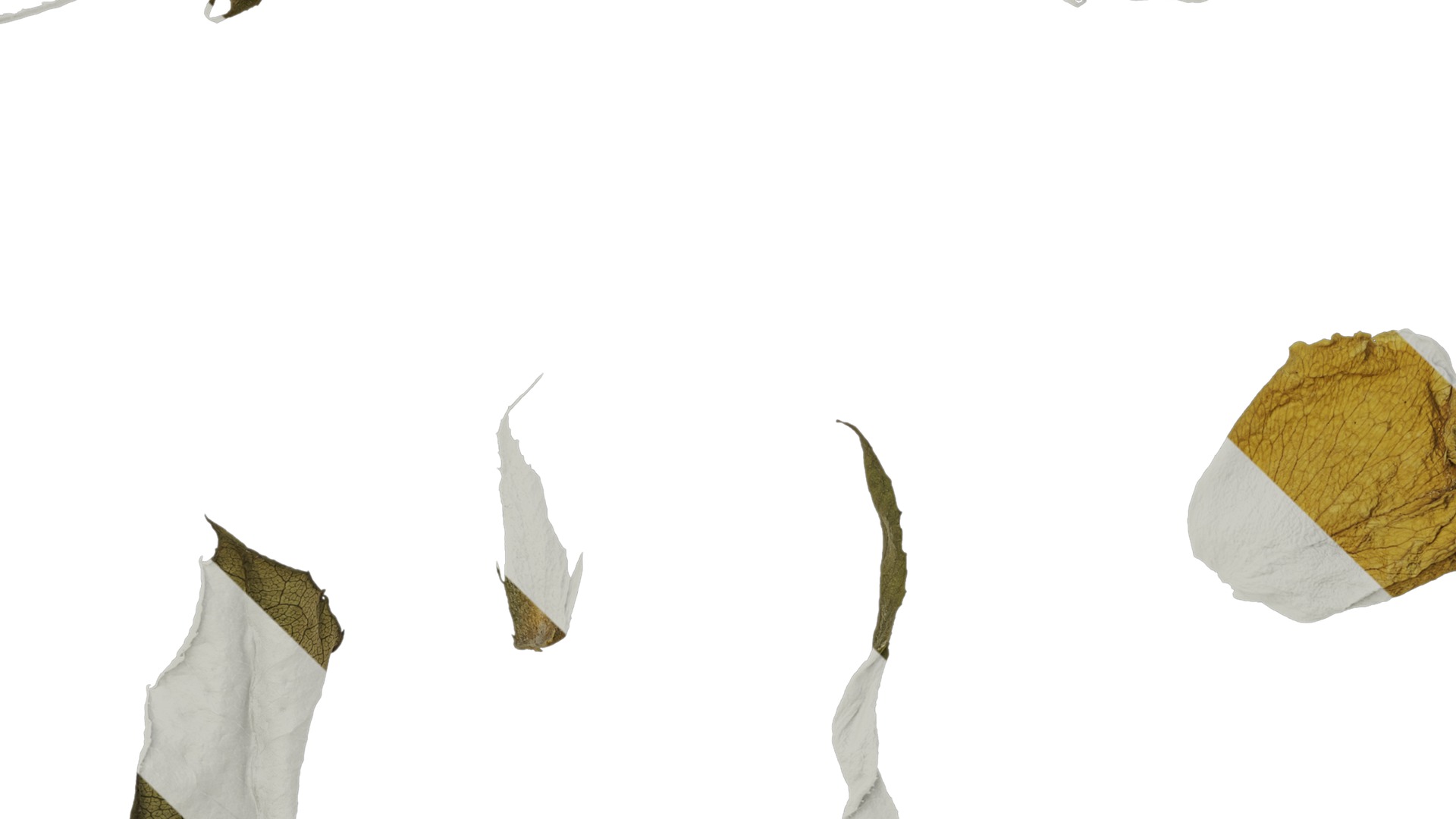 Anydrafts Rosa rugosa Atlas 08 Texture_3