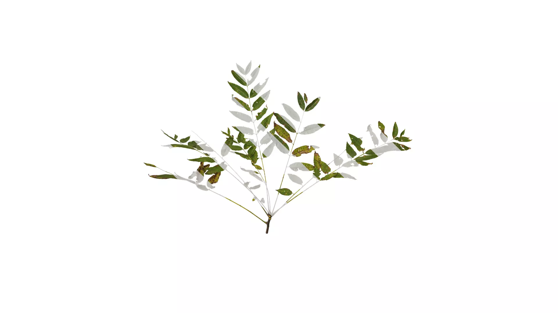 Anydrafts Toona sinensis Atlas 06 Texture