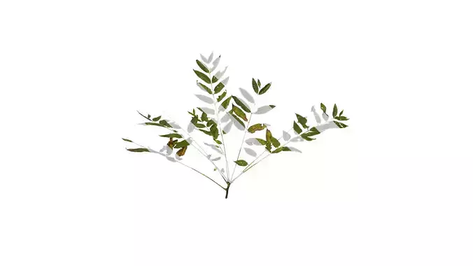 Anydrafts Toona sinensis Atlas 06