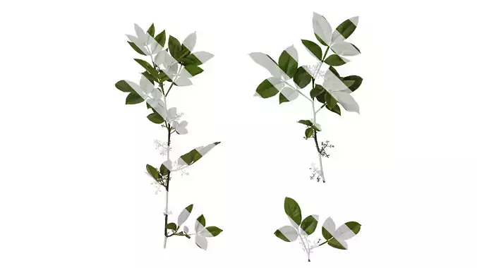 Anydrafts Zanthoxylum bungeanum Atlas 03