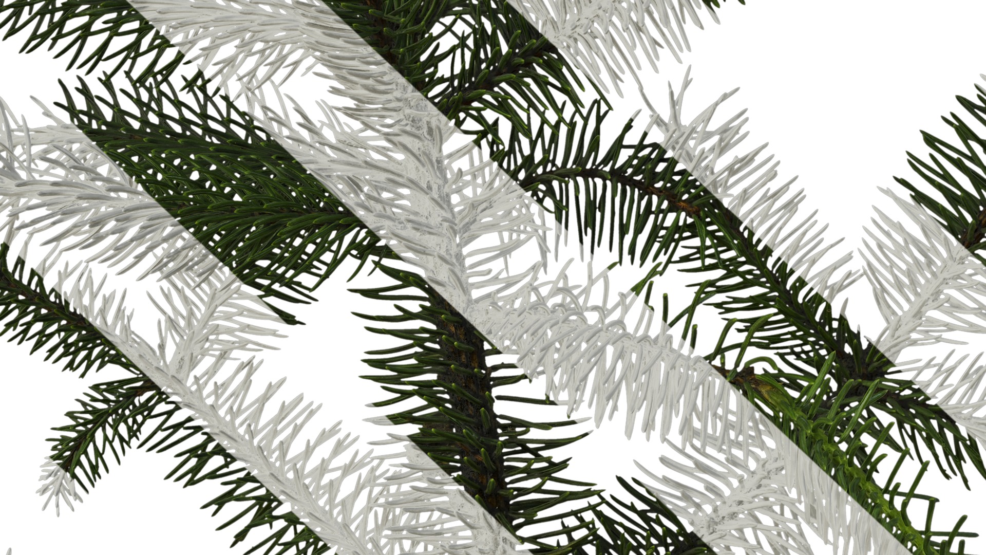 Anydrafts Picea asperata Atlas 06 Texture_7