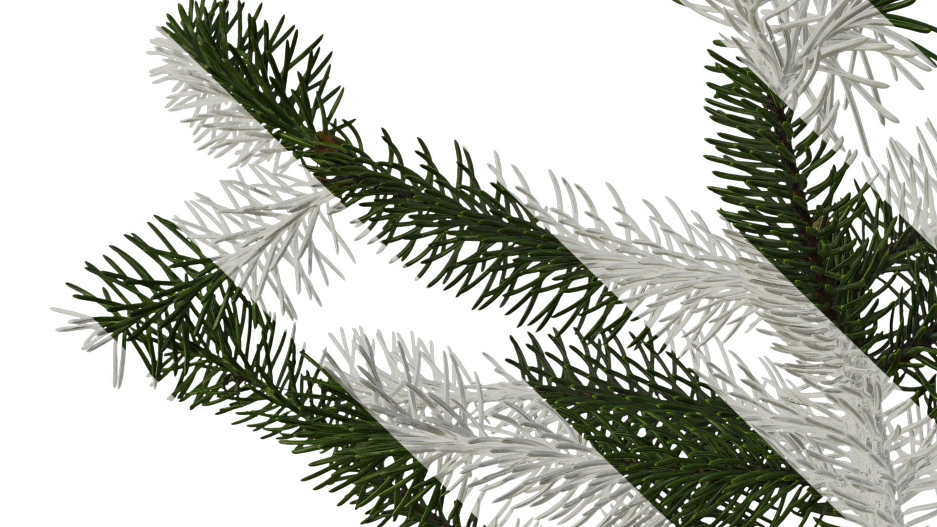Anydrafts Picea asperata Atlas 06 Texture_3