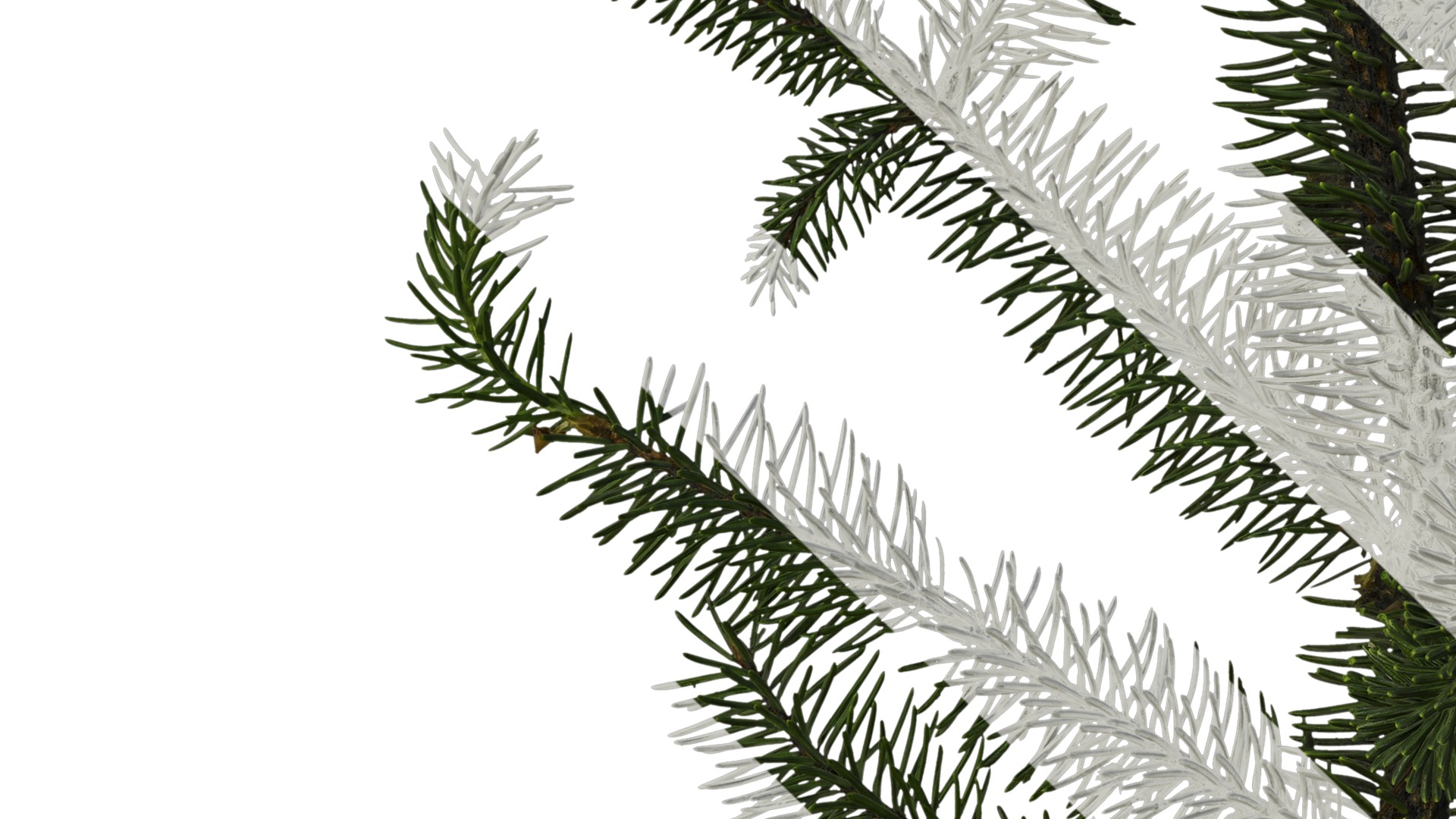 Anydrafts Picea asperata Atlas 06 Texture_5