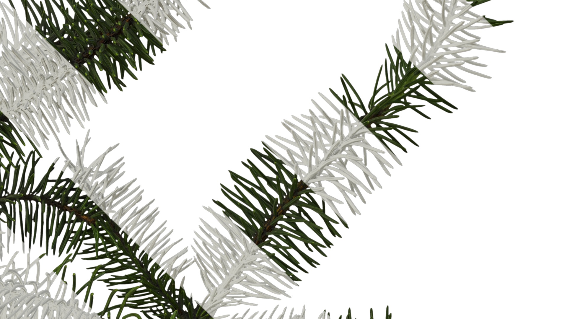 Anydrafts Picea asperata Atlas 06 Texture_4