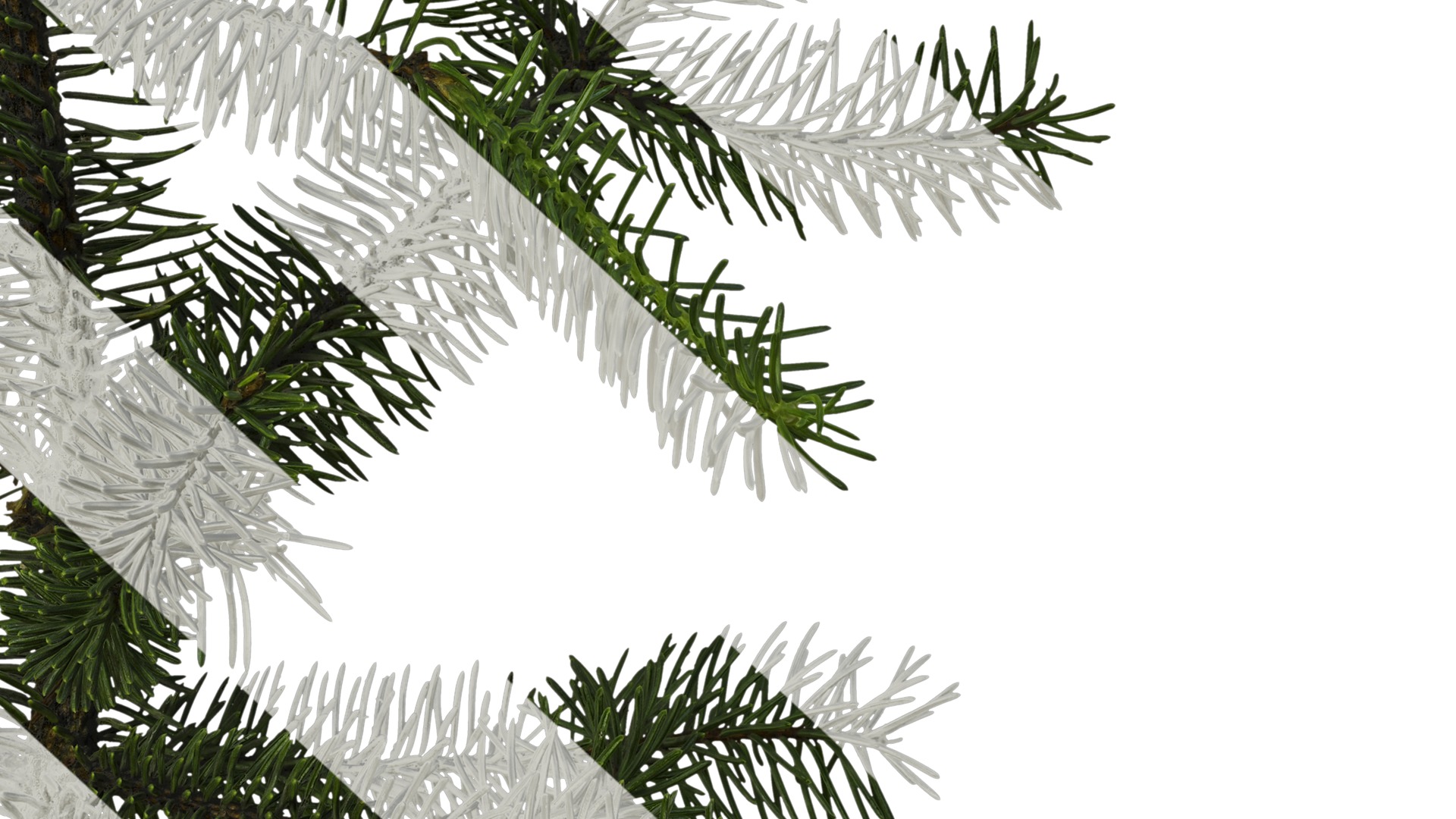 Anydrafts Picea asperata Atlas 06 Texture_6