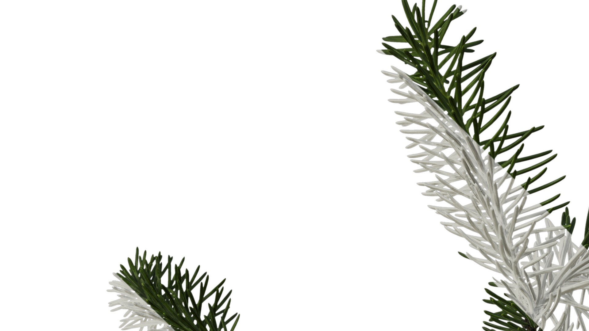 Anydrafts Picea asperata Atlas 06 Texture_1