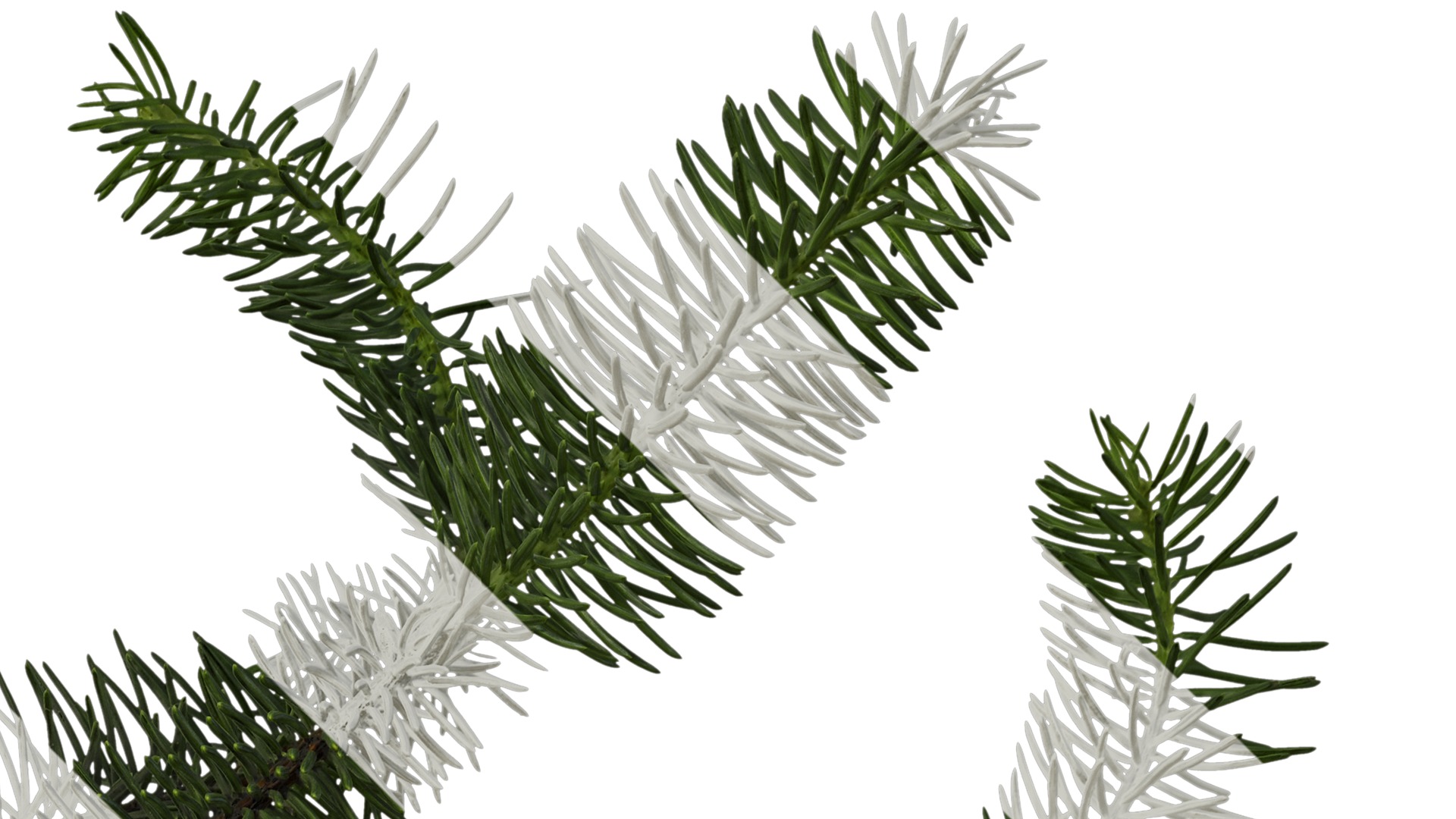 Anydrafts Picea asperata Atlas 06 Texture_2