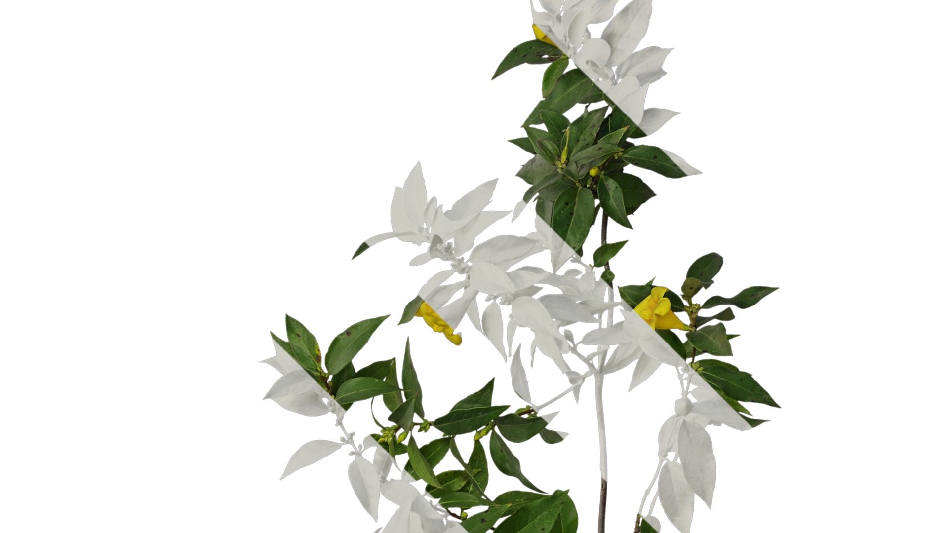 Anydrafts Gelsemium sempervirens Atlas 06 Texture_2