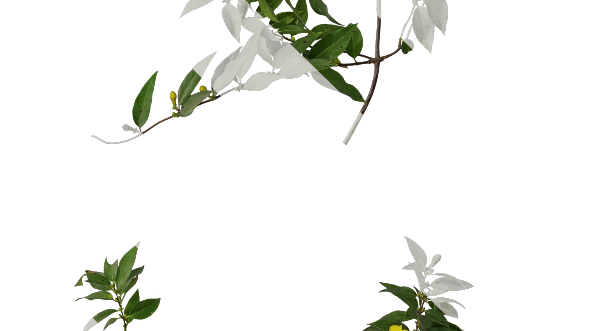 Anydrafts Gelsemium sempervirens Atlas 06 Texture_4