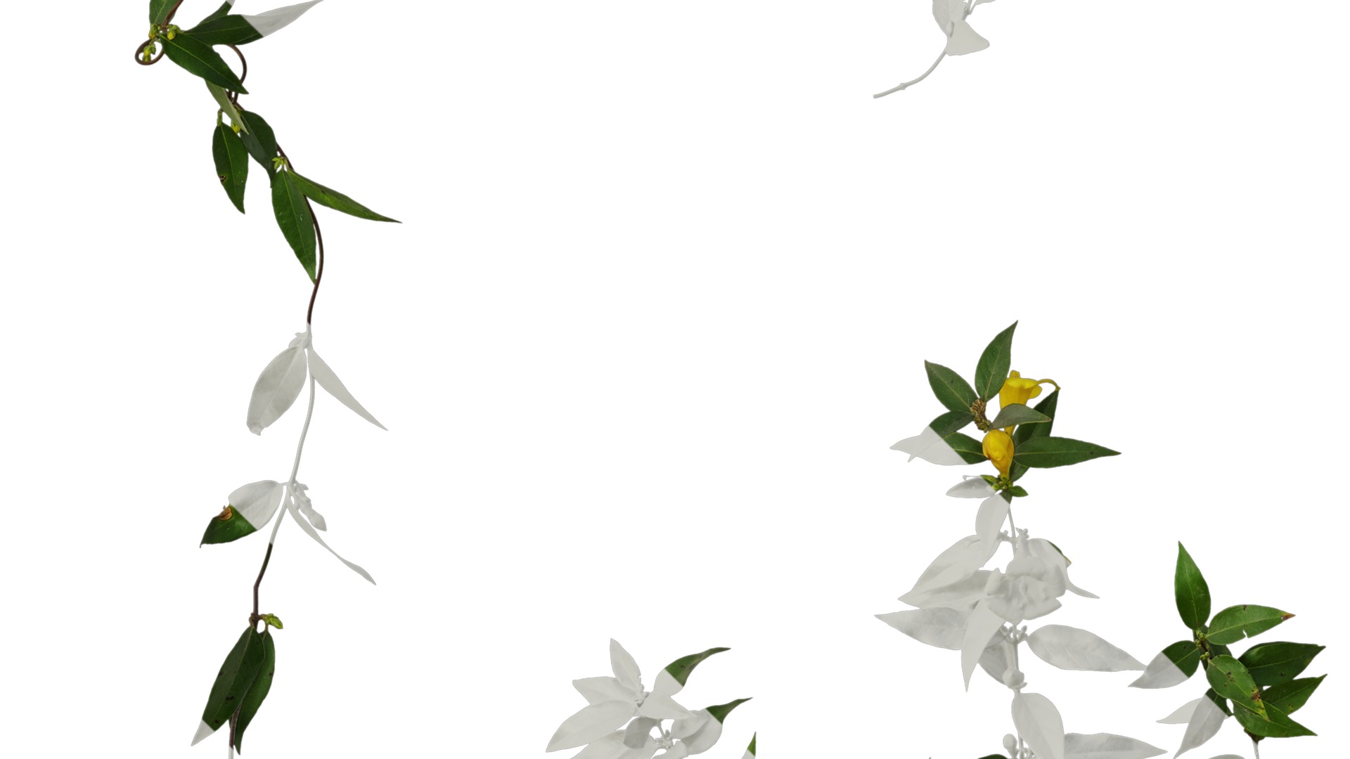 Anydrafts Gelsemium sempervirens Atlas 06 Texture_5