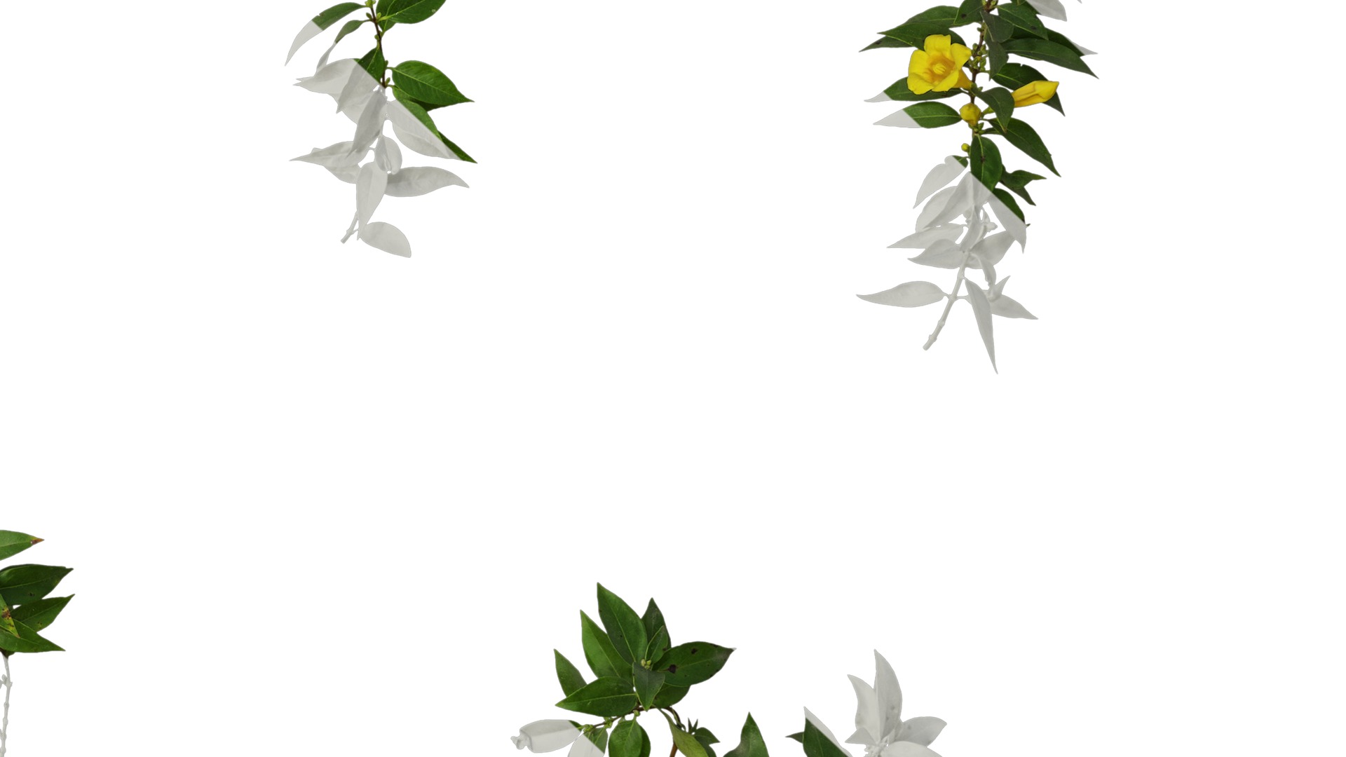 Anydrafts Gelsemium sempervirens Atlas 06 Texture_6