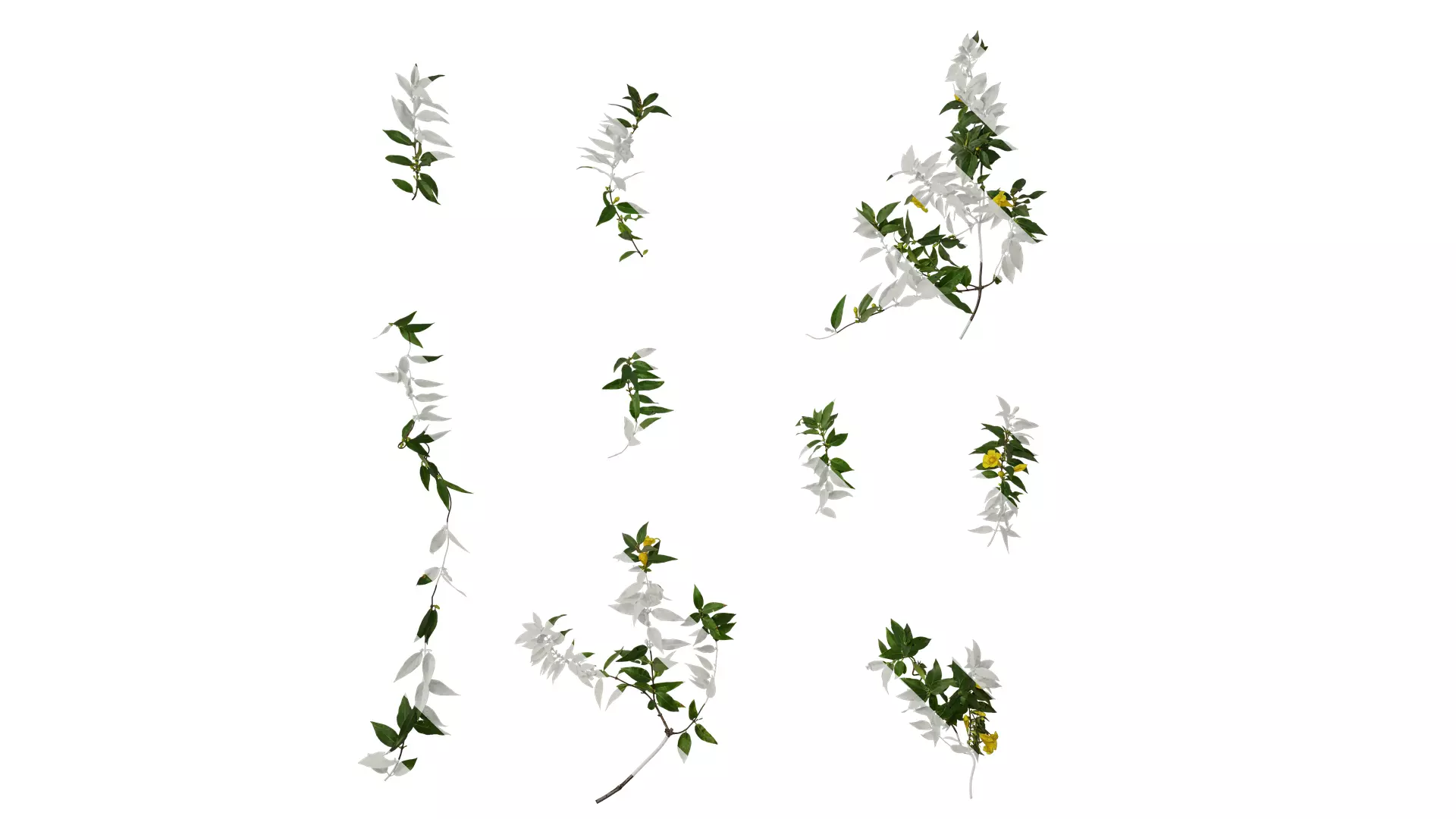 Anydrafts Gelsemium sempervirens Atlas 06 Texture_0