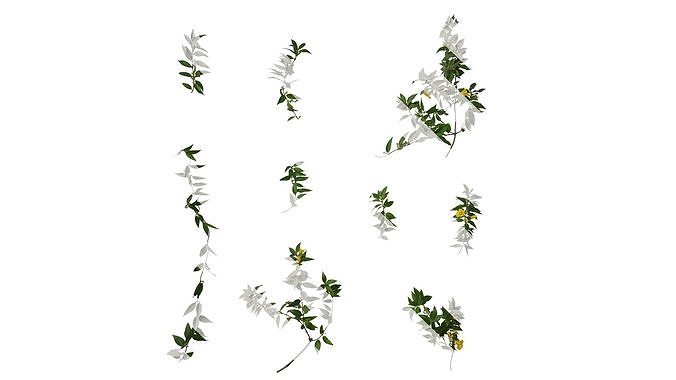 Anydrafts Gelsemium sempervirens Atlas 06 Texture