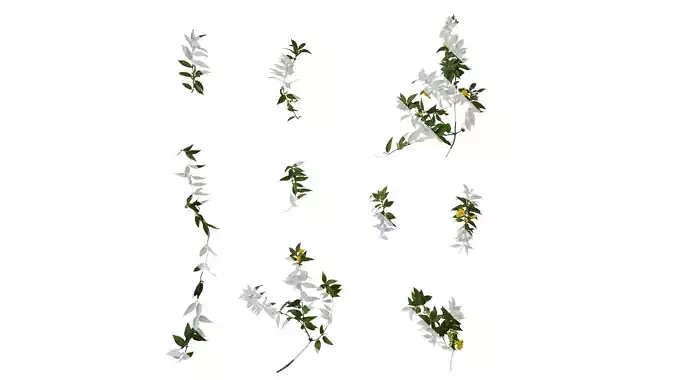 Anydrafts Gelsemium sempervirens Atlas 06