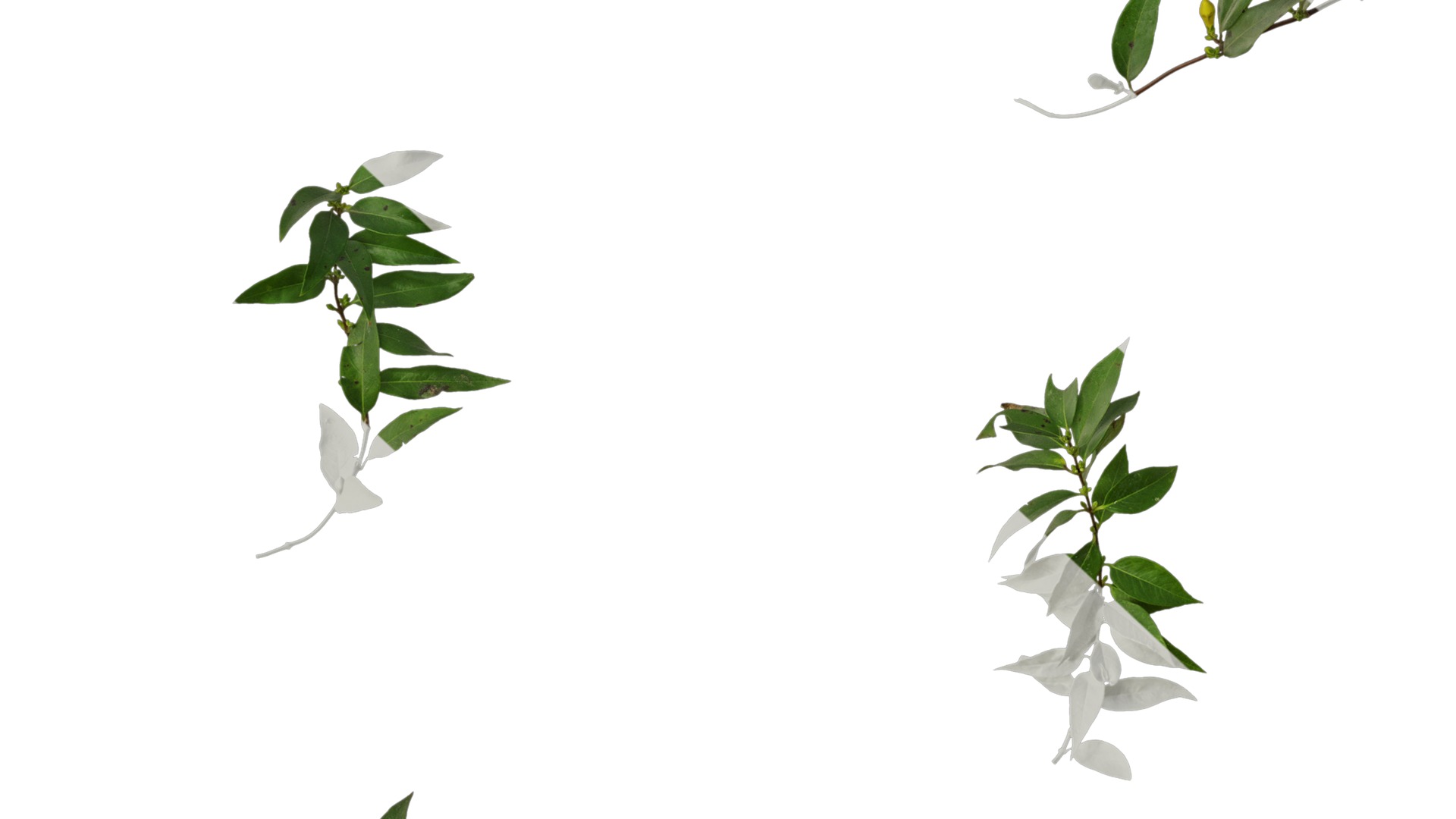 Anydrafts Gelsemium sempervirens Atlas 06 Texture_7